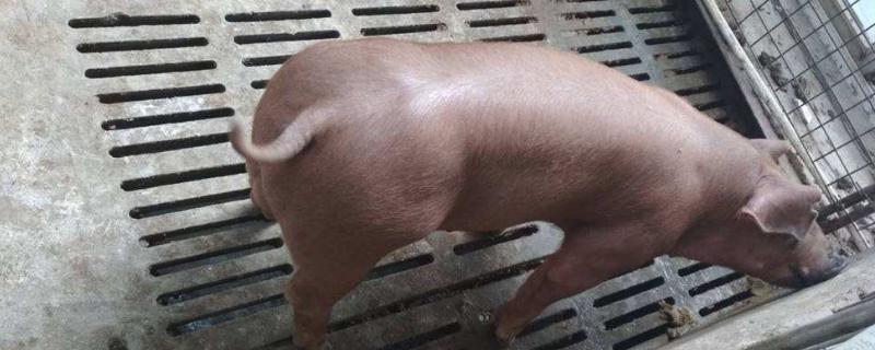杜洛克母猪一般能生几个小猪，生产过程怎么处理？