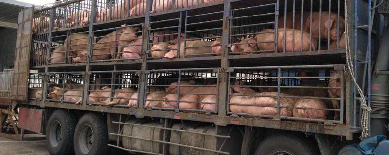 生猪运输需要什么手续，手续是在哪里办理？