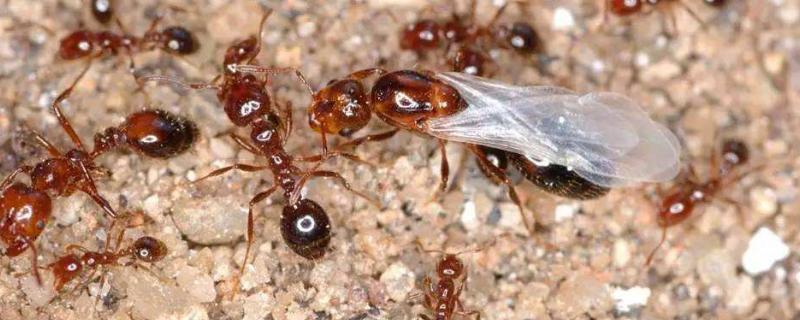 红火蚁最怕什么农药，常见防治方法