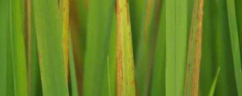 水稻叶子发红是什么病，什么原因怎么治