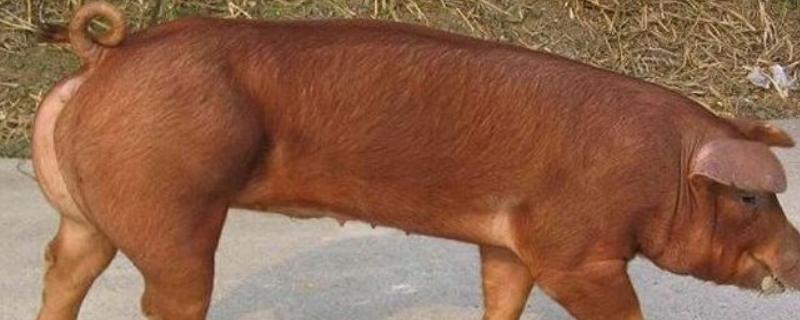 红毛猪可不可以留母猪，是什么品种