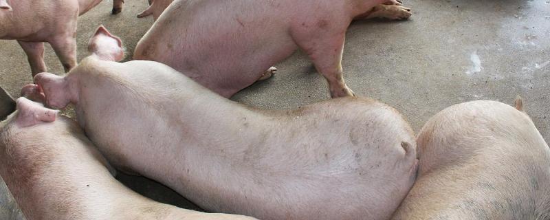 亚硒酸钠维生素E母猪的应用，可长期用吗