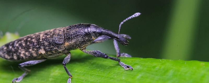能杀死象甲虫的农药有几种，生活在什么地方