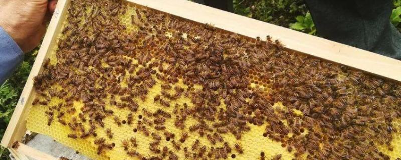 中蜂怎样合群最简单，中蜂仓王怎么分辨