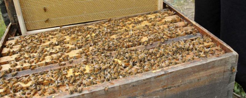 中蜂最小蛋群发展经验，中蜂蜂王胎几天出来