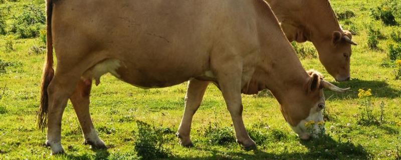 牛的四个胃的消化特点，什么才是牛真正的胃