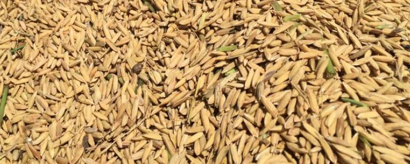 一斤稻谷能出多少米，干稻谷有虫子怎么处理