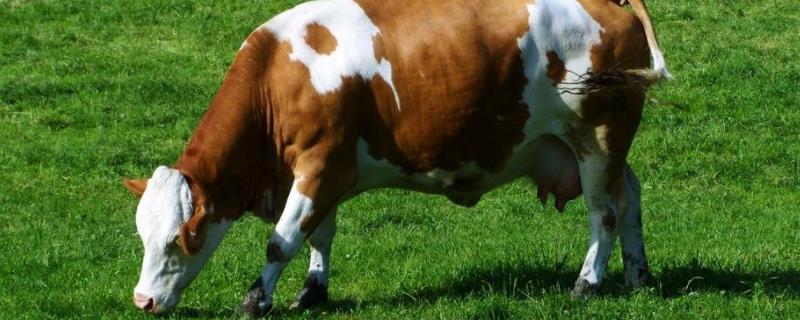 牛的反刍现象，牛真正的胃是什么部位