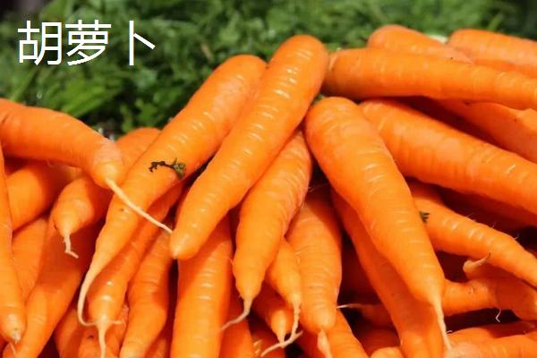 红萝卜怎样种植技术，红萝卜和胡萝卜的区别