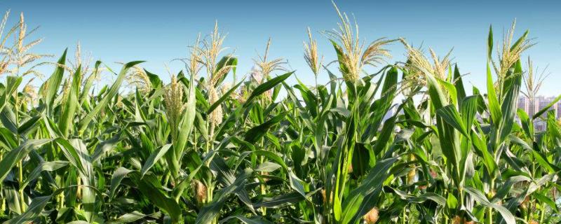 玉米的生长环境，高产玉米品种介绍