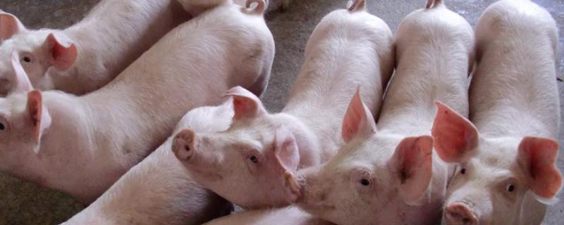 喂猪的方法和技术在哪学，育肥猪每天喂多少饲料