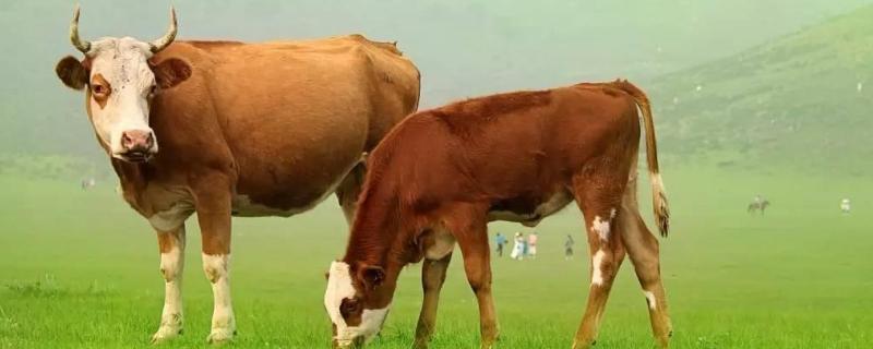 牛不吃草不倒嚼怎么办用什么药，牛吃土是怎么回事