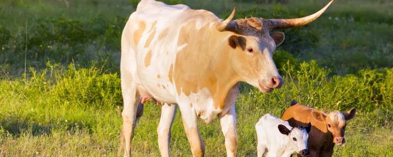 给牛催奶最快的方法，影响乳牛产乳量及成分的因素有哪些
