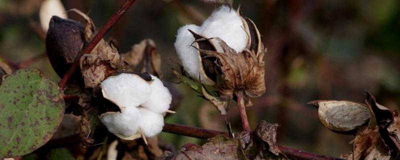我国棉花育种经历了几次品种更换，棉花花铃期需水特点