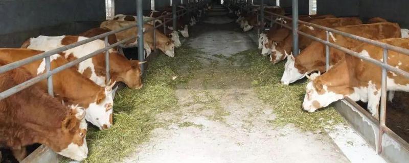 怎样编制奶牛场配种产犊计划，如何做到适时配种