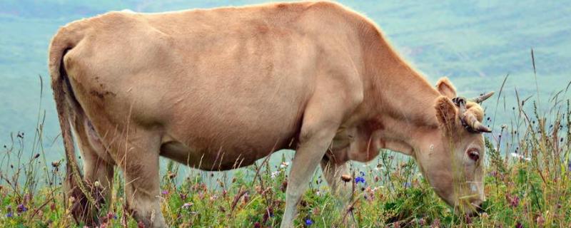 牛的脚印是什么样子的，牛的耳朵像什么东西