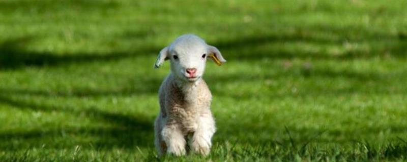 小羊羔拉稀用什么药，脱水怎么治疗