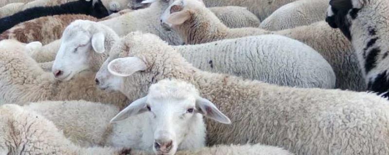 80斤的羊能杀多少斤肉，杀羊的正确方法