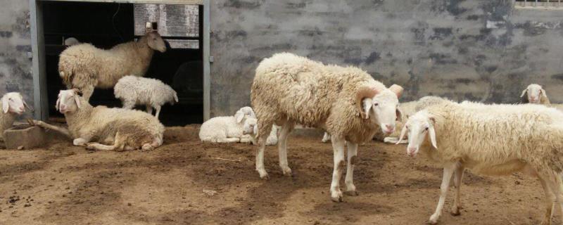 羊掉羔子都有啥原因，羊下单羔是什么原因