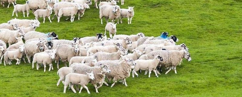 养羊技术，育肥羊利润多大