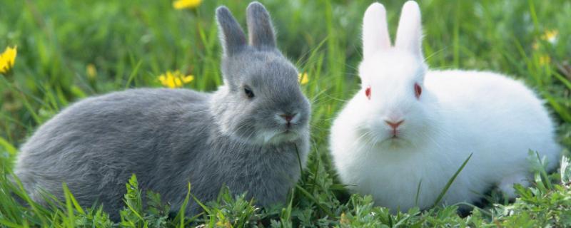 兔子的养殖技术，母兔产仔后几天带小兔出洞