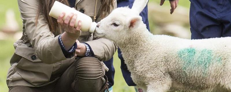 人工喂养小羊羔常识，小羊羔一次喂多少奶粉