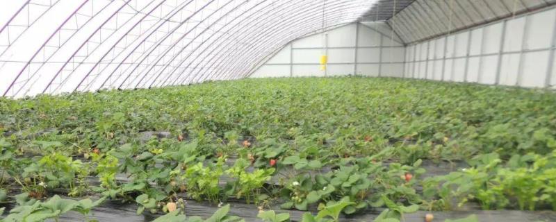 大棚草莓亩产量一般多少斤，草莓一年四季都有吗