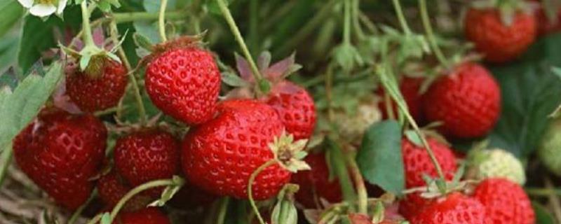 特大早熟草莓品种，草莓是什么季节的水果