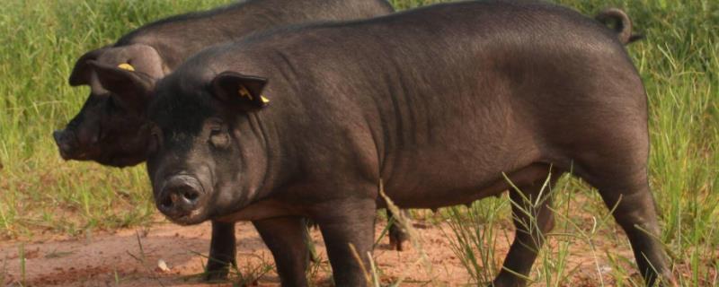 长得最快的黑猪品种，养殖多久可以出栏