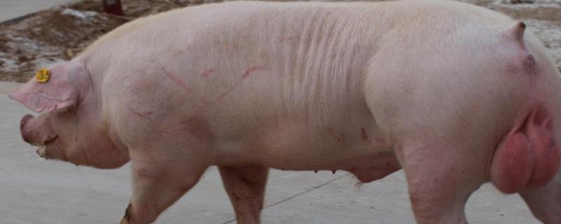 200多斤的公猪怎样去势，怎么训练公猪爬假猪台