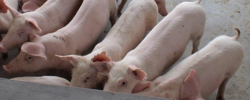 猪养几年可以杀，一年能长多少斤