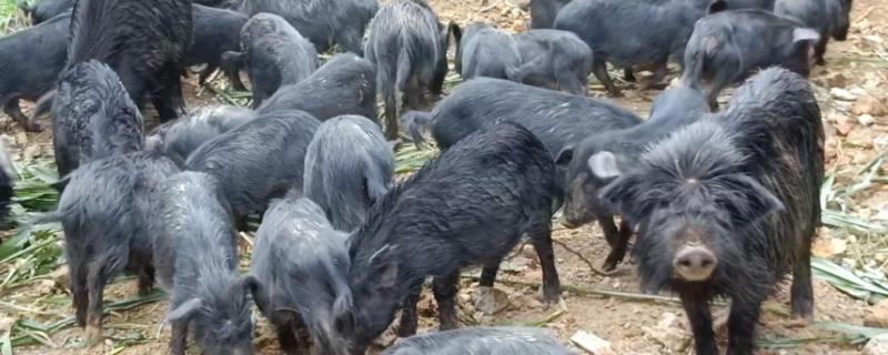 藏香猪的特点及养殖技术，养殖利润高为什么没人养