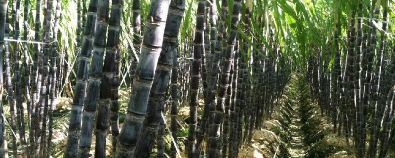 甘蔗种植技术和管理，甘蔗一亩地能产多少斤