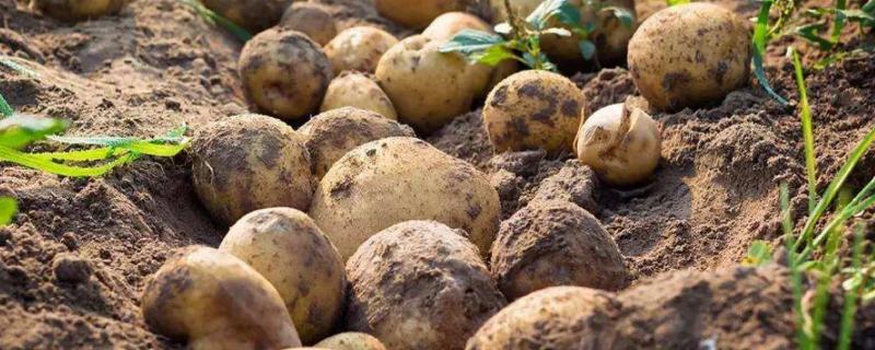 土豆的种植技术，发芽了还能吃吗