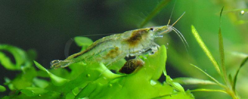 黑壳虾一年繁殖多少次，抱卵后多久孵化