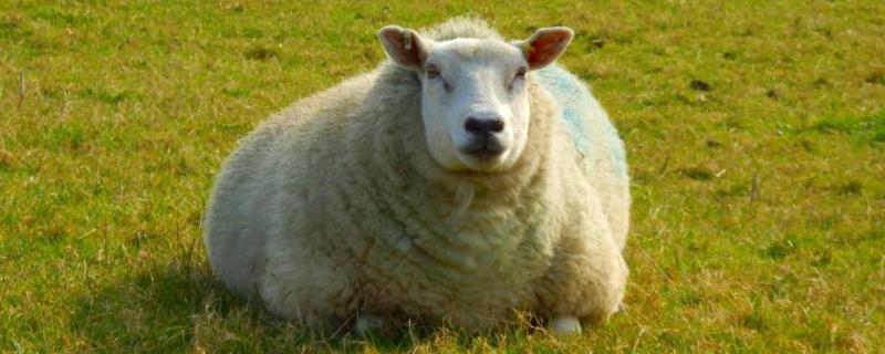 羊一胎生几只小羊，黑头杜泊羊一胎下几个