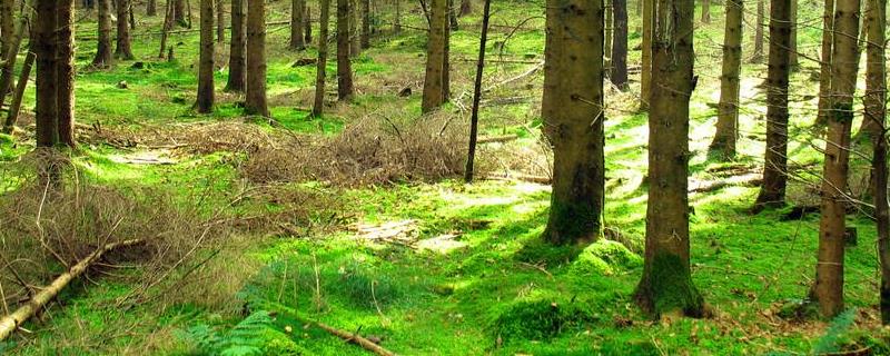 森林土壤有机质含量与草原的比较，有机质的主要成分有什么