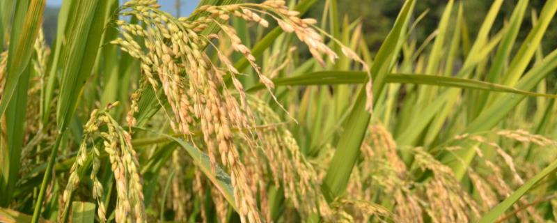 粳稻主要产自我国哪个地区，和籼稻的区别