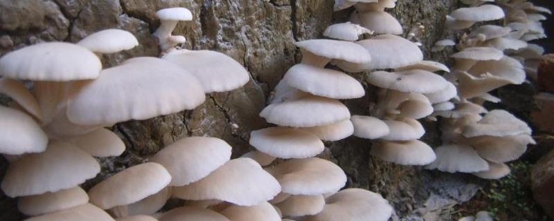 种植平菇技术，平菇长毛了还能吃吗