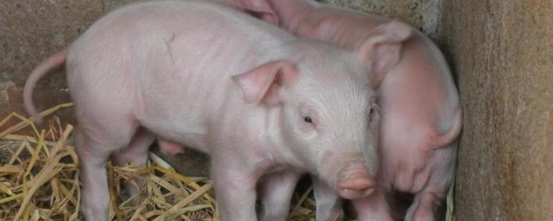 猪的心肌炎用什么药注射，心肌炎可以治愈吗