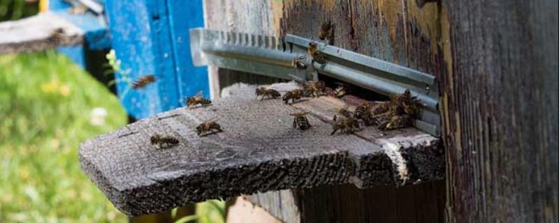 如何合并蜂群不打架，怎样防止回蜂