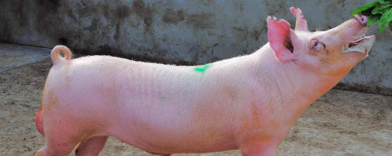 猪的毛重和净重怎么算，比例是几比几