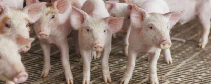 猪呕吐用什么药治疗，是什么原因引起的