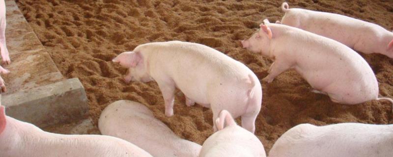 猪冬季腹泻预防与处理措施，是怎么引起的