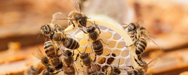 蜜蜂喂白糖能产蜂蜜吗，几天喂一次好