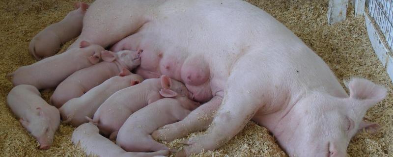 养殖猪的利润分析，需要办理哪些手续才能养