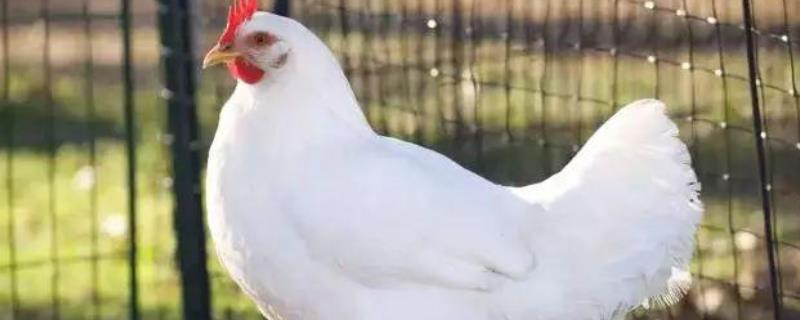 大冠子母鸡是什么品种，鸡冠发黑发紫是怎么回事吃什么药