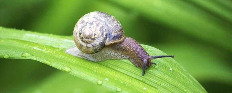 草缸里有蜗牛证明水质，蜗牛用什么农药可以杀死