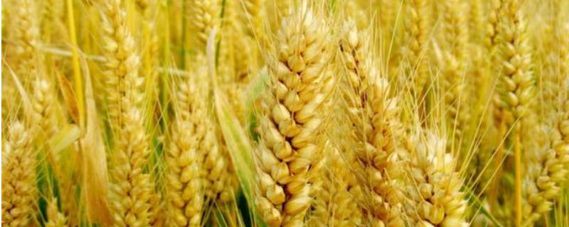 山东麦收时间是多少号，麦收后可以种植什么经济作物