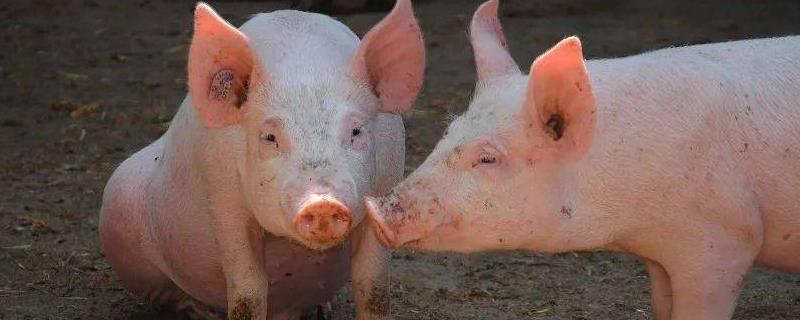 猪粪怎么处理成有机肥，发酵时间需要多长时间